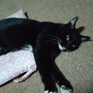 靴下猫。落ち着いたシニアの甘えん坊さん