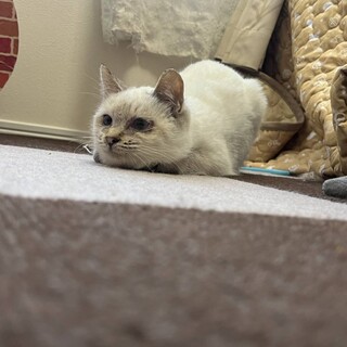 シャム系福君　超甘えん坊です。