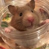 熊塗装