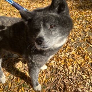 穏やかな女の子☆かぐやちゃん