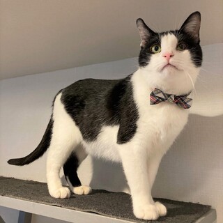 【とん】ネコも人も大好き❤頬ずりで愛情表現する子