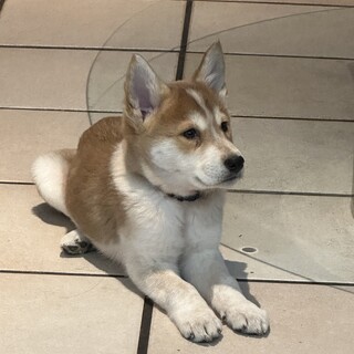 人も犬も大好きなりゅうせい君
