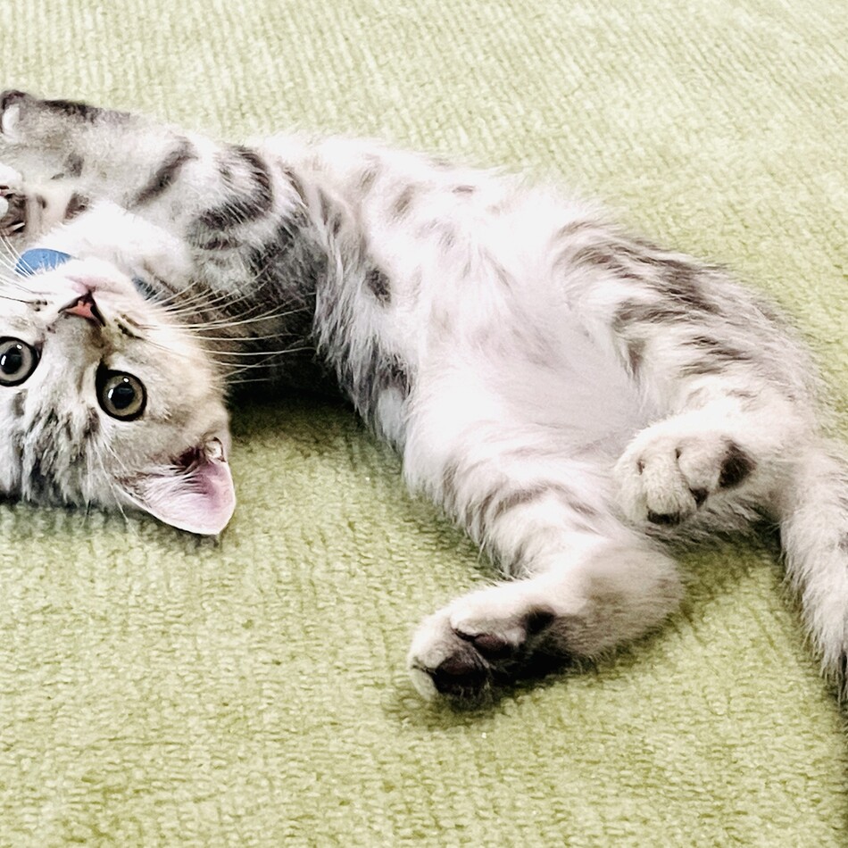 チロルのカバー写真