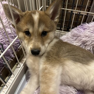 人も犬も大好きな愛らしいジェミニ君