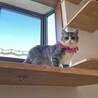 【里親決定】多頭崩壊から保護したモモちゃん サムネイル7