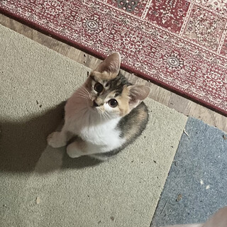 子猫２匹一緒希望　①三毛子猫
