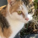 膝乗りできます野良猫三毛ちゃん