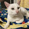 エメラルドグリーンの瞳が美しいネル君 サムネイル2