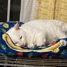 エメラルドグリーンの瞳が美しいネル君 サムネイル3
