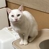 エメラルドグリーンの瞳が美しいネル君 サムネイル4