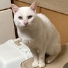 エメラルドグリーンの瞳が美しいネル君 サムネイル5