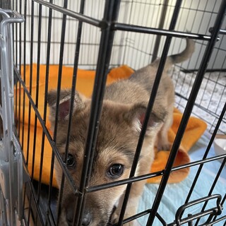 生意気な子犬くん♂ツンデレです♡