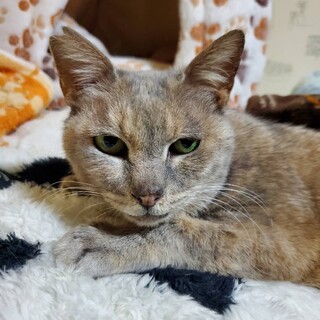 添い寝大好きパステルサビじゅん子ちゃん