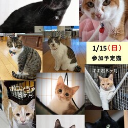 1/15（日）根本ダンススタジオ保護猫譲渡会【柏市】 サムネイル2