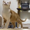 甘えたいけど臆病★マロンちゃん サムネイル3