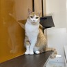 甘えたいけど臆病★マロンちゃん サムネイル4