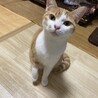 甘えたいけど臆病★マロンちゃん サムネイル5