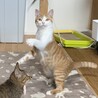 甘えたいけど臆病★マロンちゃん サムネイル6