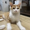 甘えたいけど臆病★マロンちゃん サムネイル7