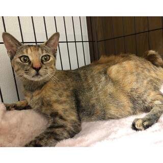 卯年縁起◎ボブテイル美猫さん15日譲渡会デビュー