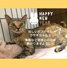 卯年縁起◎ボブテイル美猫さん15日譲渡会デビュー サムネイル2