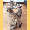 卯年縁起◎ボブテイル美猫さん15日譲渡会デビュー サムネイル3