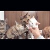 卯年縁起◎ボブテイル美猫さん15日譲渡会デビュー サムネイル4