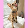 卯年縁起◎ボブテイル美猫さん15日譲渡会デビュー サムネイル5