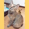 卯年縁起◎ボブテイル美猫さん15日譲渡会デビュー サムネイル6