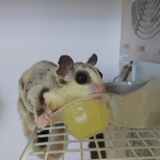 フクロモモンガ♀里親様を募集しています。