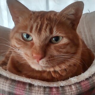 茶トラのオスです、ちょっとビビりニャンコ