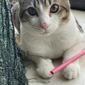 綺麗で可愛い猫たちです　家族にしてくれる方