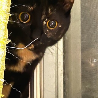 おしゃれな毛色の超甘えん坊さん