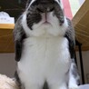 お気に入りの椅子の上