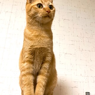 超甘えん坊‼️茶トラの女の子