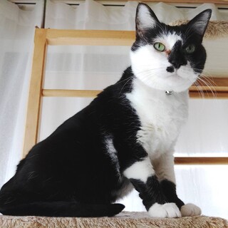 可愛い千代子ちゃん里親募集中