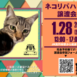 保護猫譲渡会@ネコリパハウス高円寺