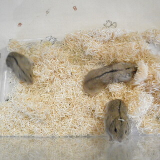 ステップレミング　　母と娘