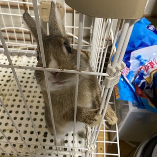 交渉中生後3ヶ月のミニうさぎの飼い主募集