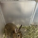 生後3ヶ月のミニうさぎ