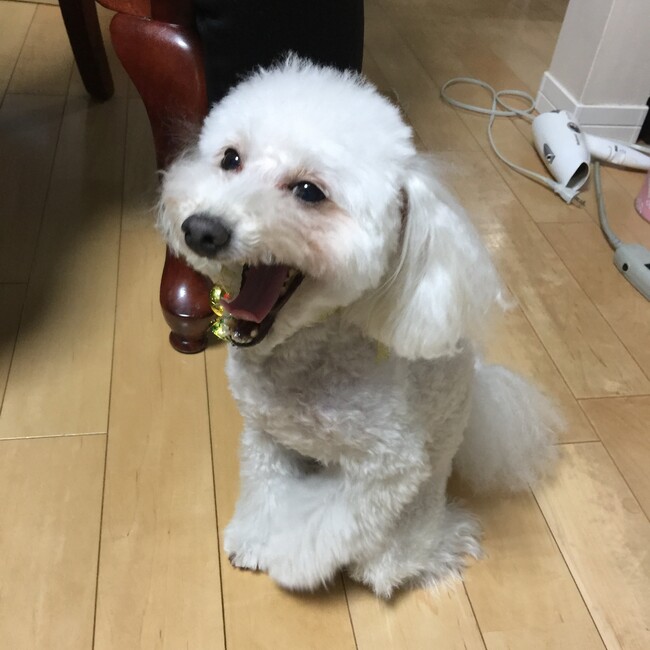 applepotatoesのカバー写真