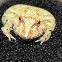 クランウェルツノガエル♂2匹