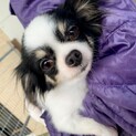 ロングコートチワワ·ゆきこちゃん