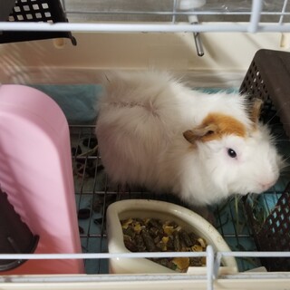 白い巻き毛のモルモット