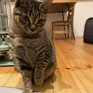 おすまし顔の女の子姉妹（キジトラ）