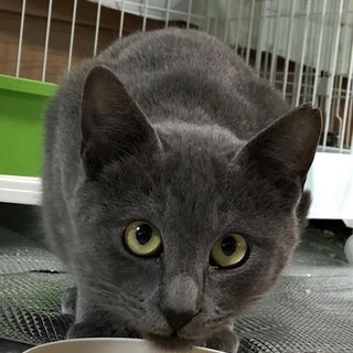  色んなものに興味津々！グレーのチビちゃん