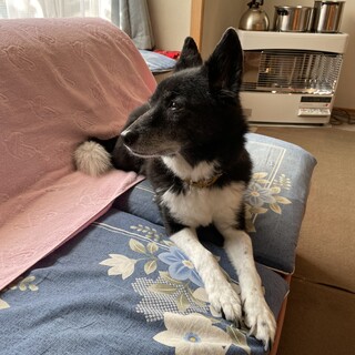 急募！里親さんを探しています