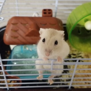 イエロージャンガリアンハムスター