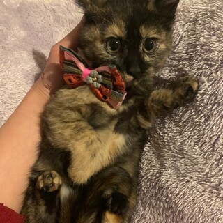 黒い瞳がとってもきれいなハーマイオニ♡