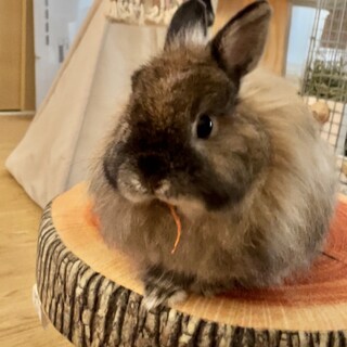 ジャージウーリーを可愛がってくださる方